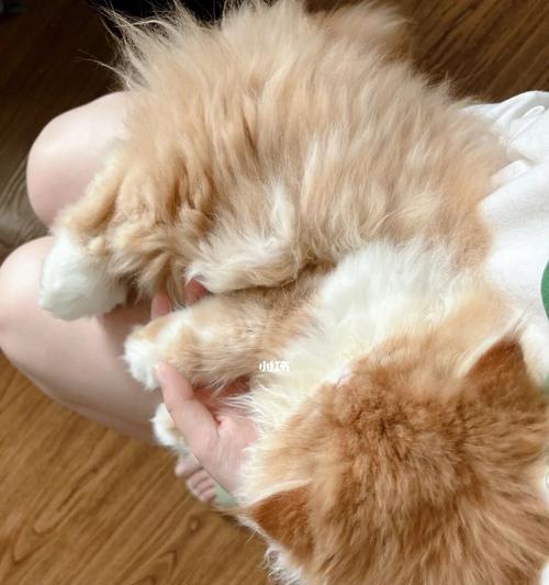 猫咪拉什么样的屎正常吗（探究宠物猫的粪便颜色）