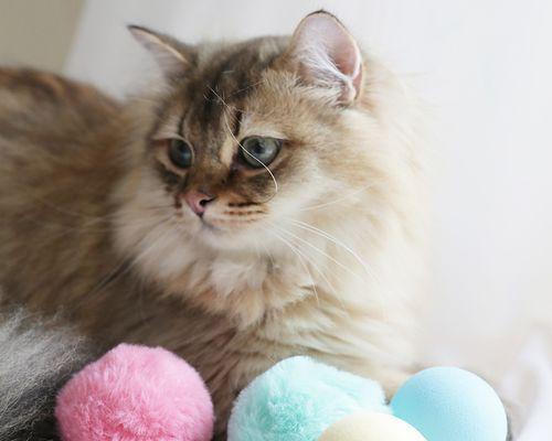 猫咪拉屎为什么会硬（探究宠物猫咪的肠道健康问题）