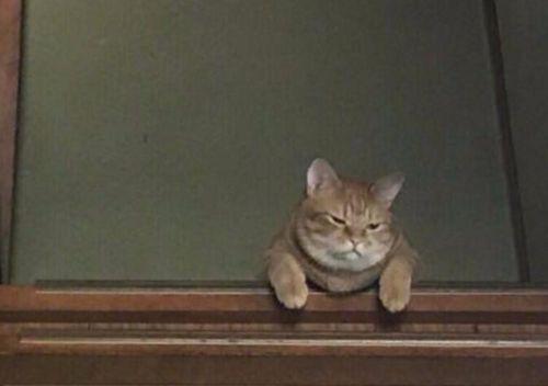 揭秘猫咪拉水的奥秘（宠物的神奇行为与健康问题）
