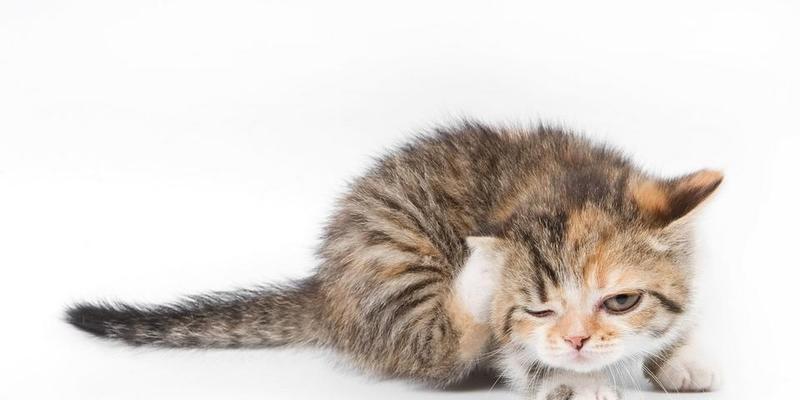 猫咪毛球症不吃饭的解决方法（宠物护理中的重要问题及应对技巧）
