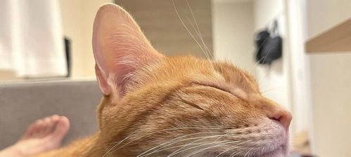 猫咪打喷嚏频繁（宠物猫咪打喷嚏的原因）