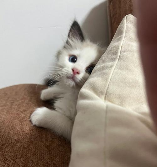 猫咪走失几天后会回来（探究猫咪失踪的原因和回归的奥秘）