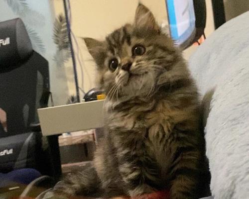 猫咪走失几天后会回来（探究猫咪失踪的原因和回归的奥秘）