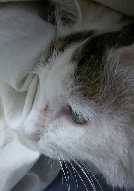 猫咪生产鼻头干吗（从宠物角度解读猫咪鼻头行为）