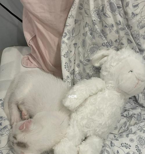 猫咪生产时怎么办（宠物猫咪生产的必备知识）