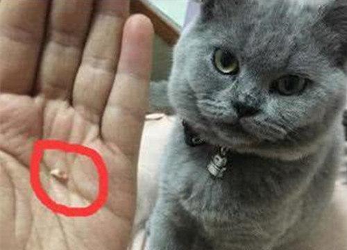 猫咪为什么会突然咬人（了解猫咪的情绪）