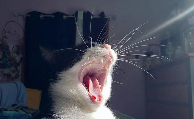 猫咪生肉处理全指南（让你的宠物更健康）