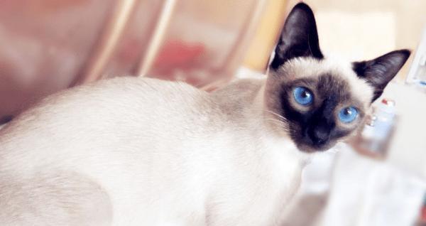 猫咪生殖器肿胀的原因、治疗方法和预防措施（宠物猫咪常见疾病之一）