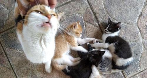 宠物猫咪什么年龄最适宜绝育（专家建议让猫咪在这个年龄进行绝育手术）