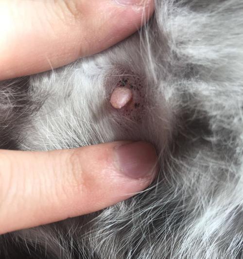 猫咪奶头什么时候出现（猫咪生长发育的关键期）