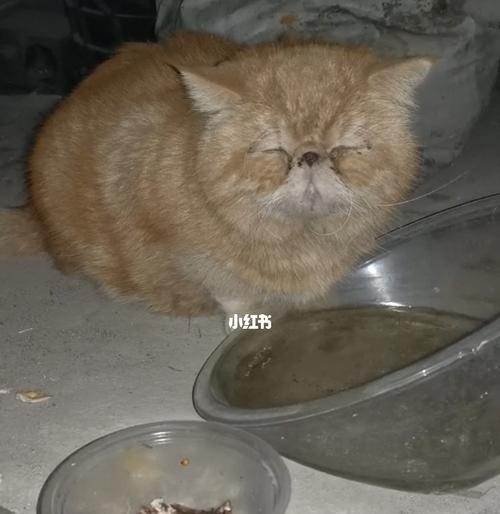 如何提高猫咪的食欲（解决宠物不好吃的问题）