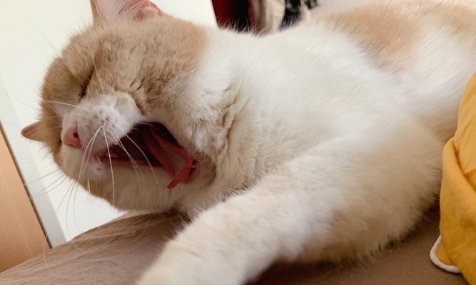 揭秘猫咪惊吓流口水的真相（宠物主人必知）