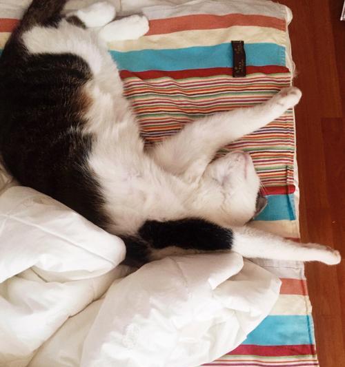 揭秘猫咪为何会瘦（以宠物为主）