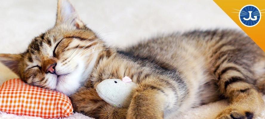 猫咪睡觉需要床吗（探究猫咪的睡眠习惯）