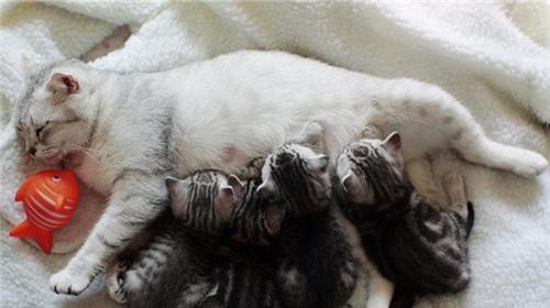 猫咪死胎的表现（认识猫咪的生殖健康问题）