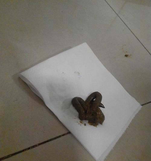 猫咪绦虫病的症状及治疗方法（掌握猫咪绦虫病症状）