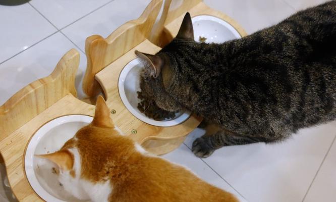 猫咪为什么挑嘴吃什么（揭秘猫咪的挑食原因及如何解决）