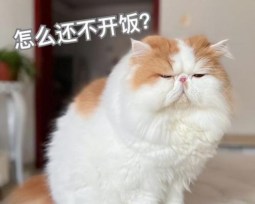 猫咪如何识别主人（以宠物为主的认知能力探究）