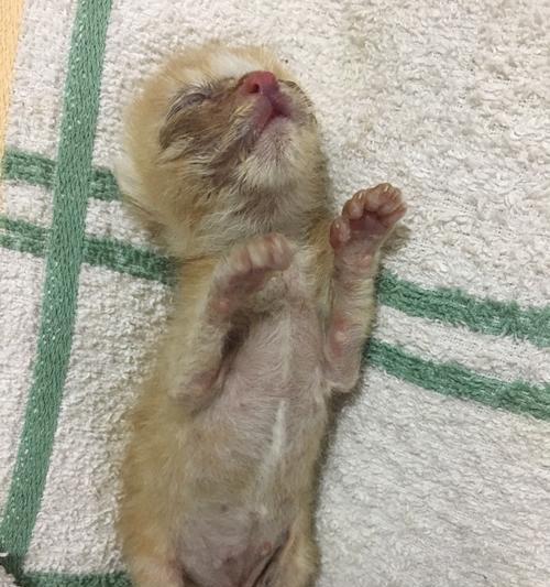 我的宠物猫咪突然死亡，引起我深思（宠物猫咪的离世）