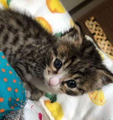 我的宠物猫咪突然死亡，引起我深思（宠物猫咪的离世）