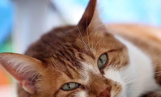 宠物猫咪吐拉肚子的应对方法（以健康为重）