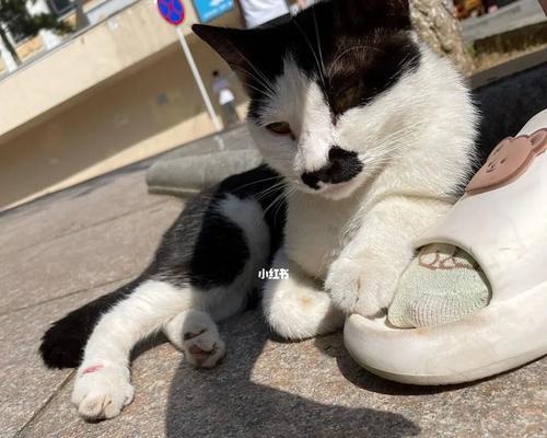 猫咪腿受伤了吃什么药（保护宠物健康）