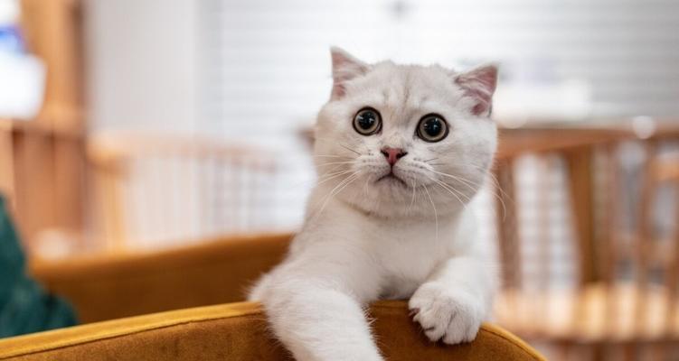 揭秘猫咪为何爱喝脏水（探究猫咪喜欢脏水的心理和行为特点）