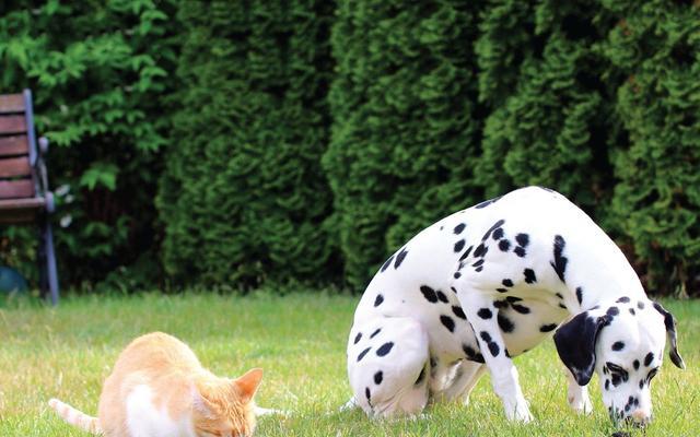 探究猫咪为什么吃屎的原因（从宠物行为）