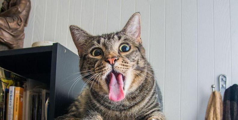 探究猫咪为什么吃屎的原因（从宠物行为）