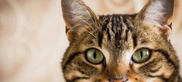宠物猫咪为什么容易患上肾脏疾病（探究猫咪肾脏疾病的成因与预防方法）