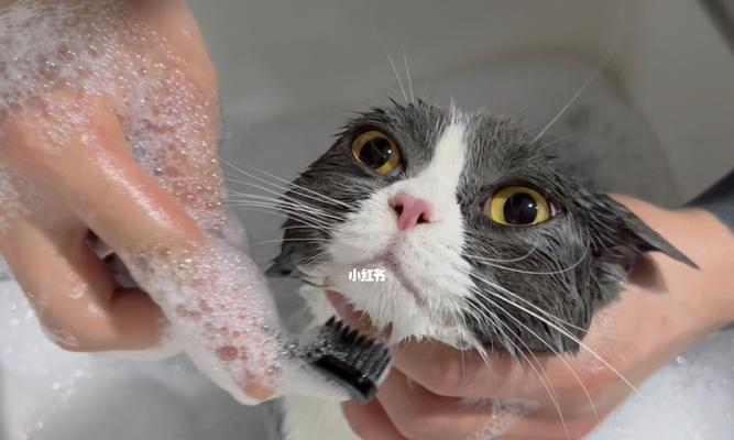 猫咪为什么总是看我洗澡（探究猫咪的好奇心以及它对我们的情感）