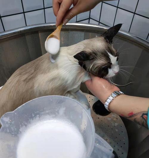 猫咪为什么总是看我洗澡（探究猫咪的好奇心以及它对我们的情感）