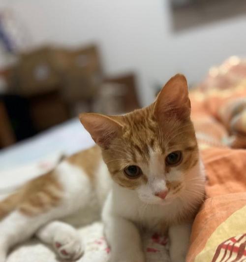为什么猫咪总是躺下（探究猫咪喜欢躺下的原因及影响）