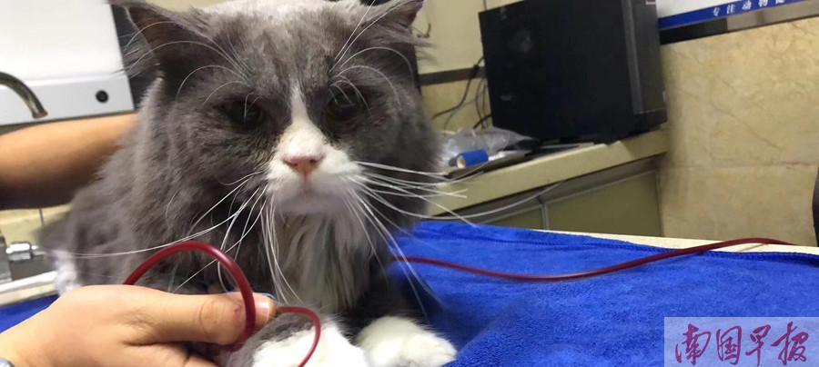 猫咪淋巴肿大的原因和治疗方法（从宠物主人角度看猫咪淋巴肿大）