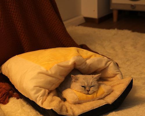 为什么猫咪喜欢爬床（探究猫咪行为的秘密）