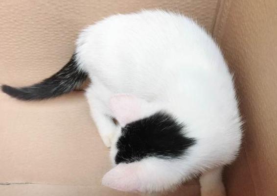 猫咪尾巴的厚度与纯种有关吗（从宠物猫角度探讨纯种与尾巴的关系）