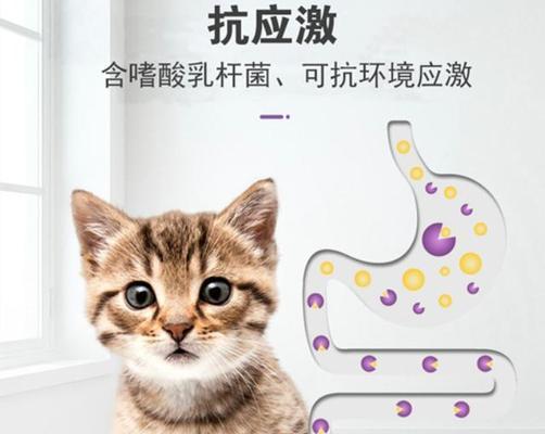 宠物猫咪胃部不适怎么办（药物治疗和日常保健的综合方法）