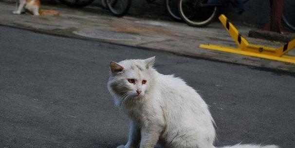 大龙猫长什么样？大龙猫的外观特征是什么？