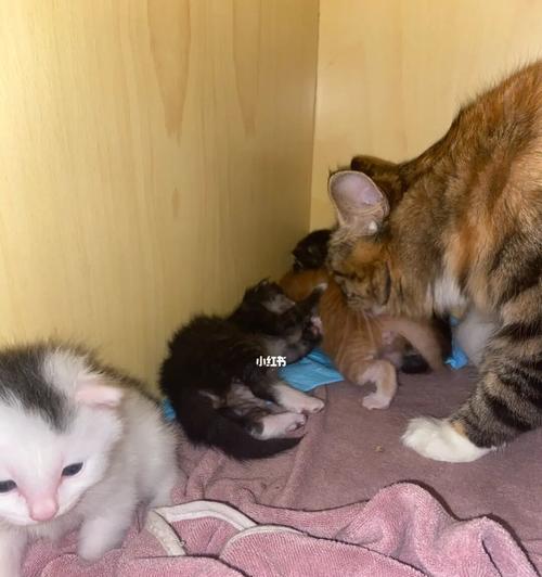 狗吃猫粮会怎样？狗吃猫粮的危害有哪些？