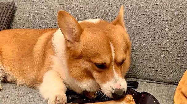 狗狗吃了很大骨头怎么办？骨头卡住如何处理？