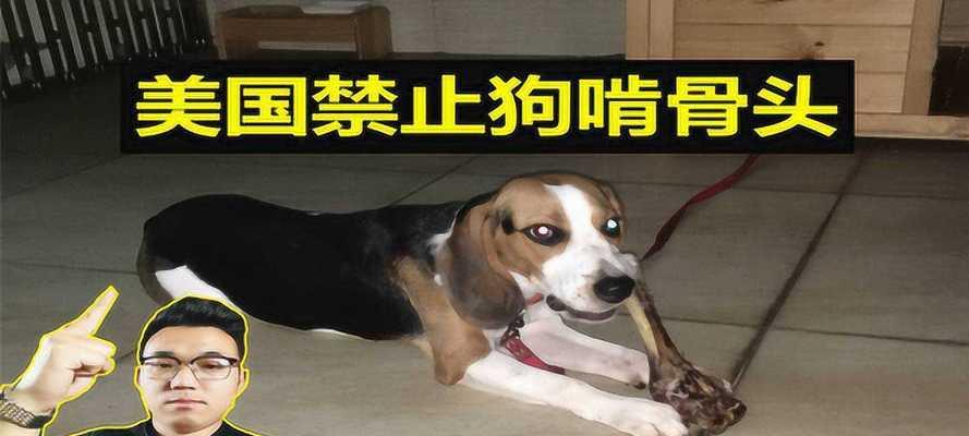 狗狗吃了很大骨头怎么办？骨头卡住如何处理？