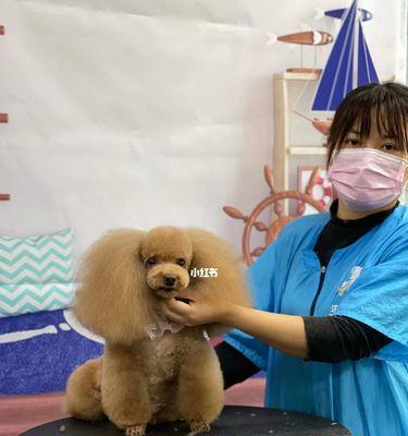 宠物狗美容有哪些项目？美容有哪些注意事项？