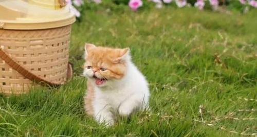 给猫咪打招呼的叫声有哪些？猫咪如何回应人类的问候？