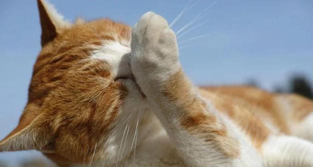 给猫咪量体温要多长时间？怎样正确给猫咪量体温？