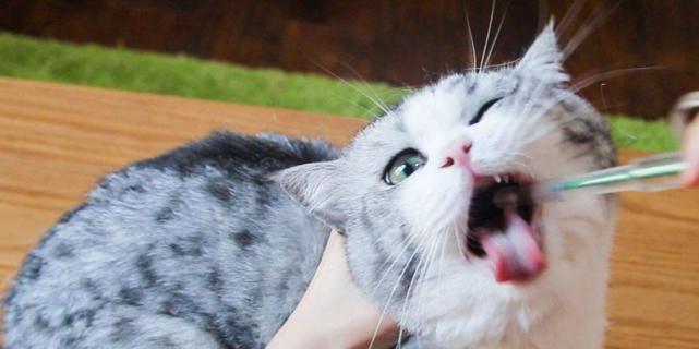 给猫咪量体温要多长时间？怎样正确给猫咪量体温？