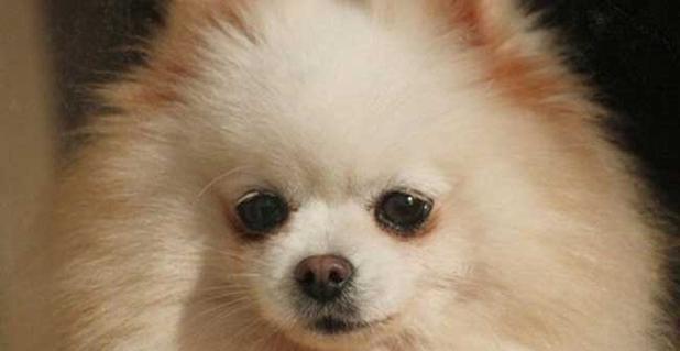 博美小犬的叫声是怎样的？怎样理解狗狗的叫声？