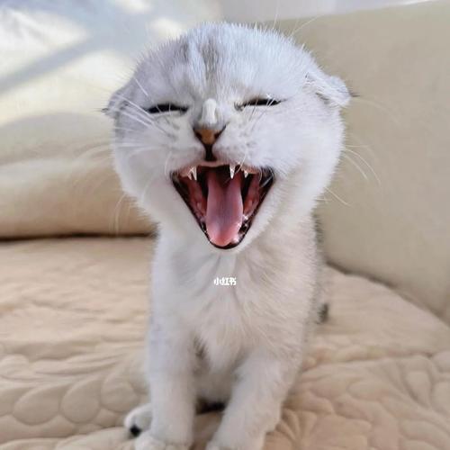 纯种折耳猫有遗传病吗？怎样预防和治疗折耳猫的遗传病？