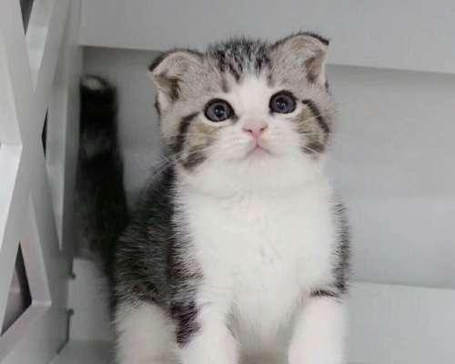 纯种折耳猫有遗传病吗？怎样预防和治疗折耳猫的遗传病？