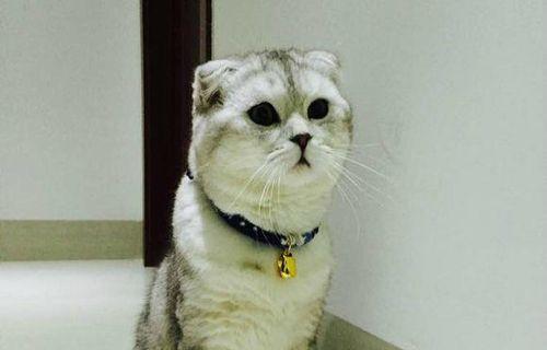 长毛折耳猫天使有哪些特点？怎样照顾长毛折耳猫？