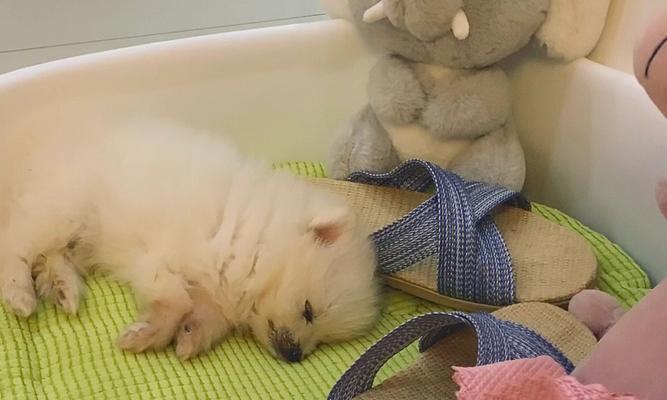 博美幼犬总是吐怎么办？有哪些可能的原因和治疗方法？